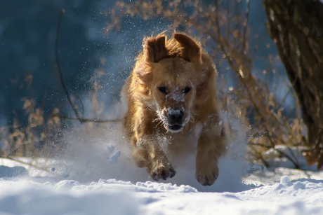 Golden Retriever haut ab - Bildquelle Pixabay