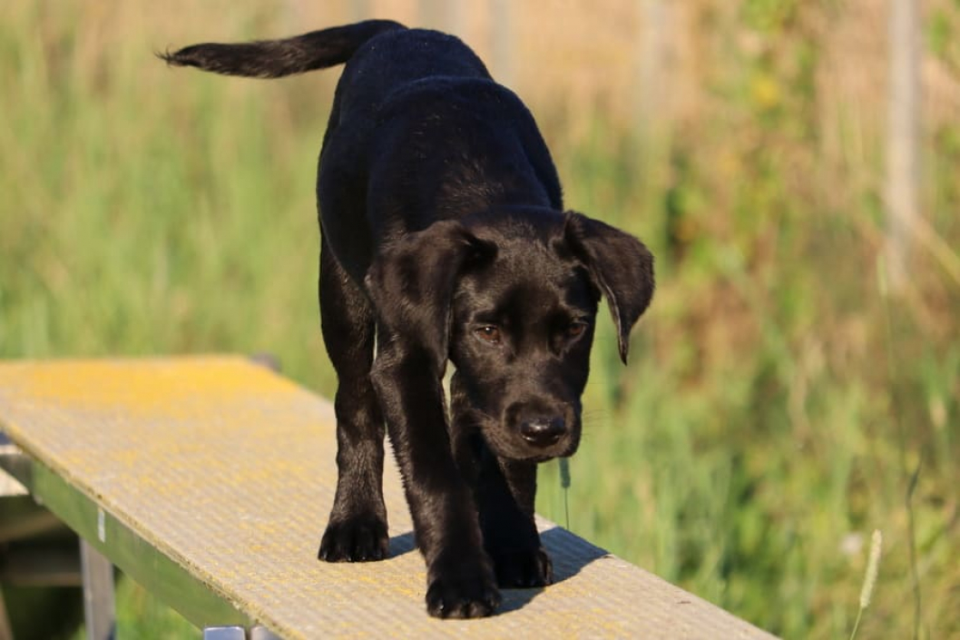 Labrador-Welpe-Bildquelle-Karin-Dziri.jpg