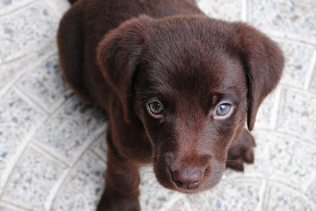 Labrador-Welpe-Bildquelle-Pixabay.jpg