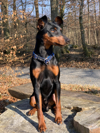 Samy-Zwergpinscher-Nadja-Altmann.jpg