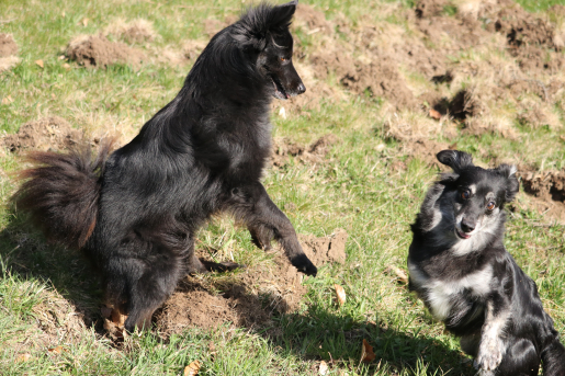 Stanley-und-Romina-flirten_2.JPG
