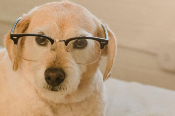 hund-mit-brille-liest-ein-buch-pexels-fotoquelle-samson-katt-1_2.jpg