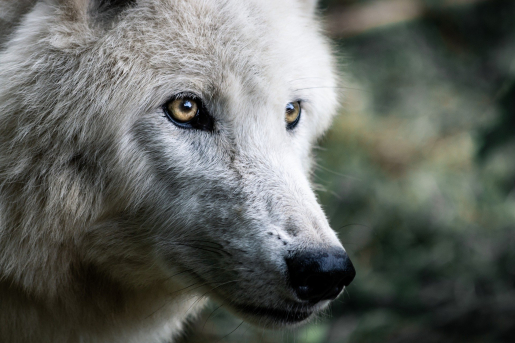 pixabay-wolf.jpg