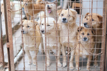 tierschutzhund-hinter-gittern-mia-pexels.jpg