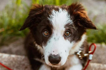 tierschutzhund-was-nun-josh-hild-pexels.jpg