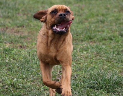 Eliot-Puggle.jpg
