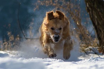 Hund-haut-ab-Pixabay-1.jpg